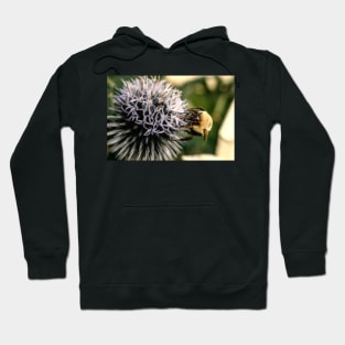 Small Globe Thistle With Bee 9 Hoodie